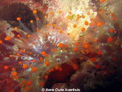 Orange Ball Corallimorph, commonly known as a Orangeball ... by Rene Oude Avenhuis 